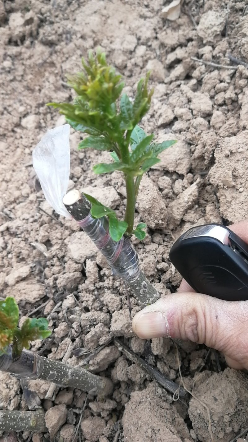 花椒苗，大红袍无刺花椒苗，南北种植，基地直销，量大质量好