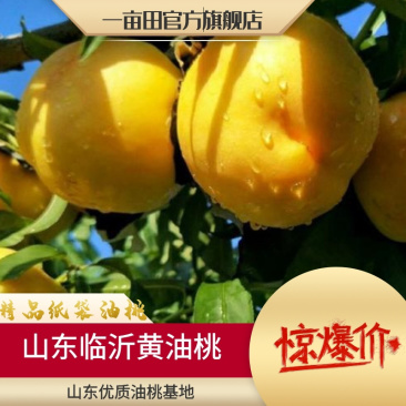 黄菊油桃大量上市了，口感甜脆硬度好全国发货