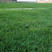 草地早熟禾种子草坪种子四季青草种庭院绿化草皮草籽低矮
