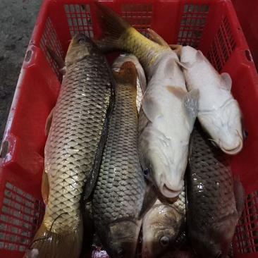 大河鱼