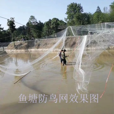 果园鱼塘谷子地防鸟网