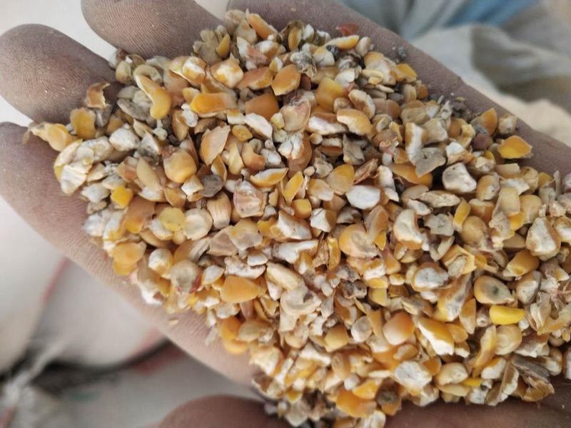 碎玉米.鹅料，碎麦，碎玉米，高粮，等付产品，有大形加工