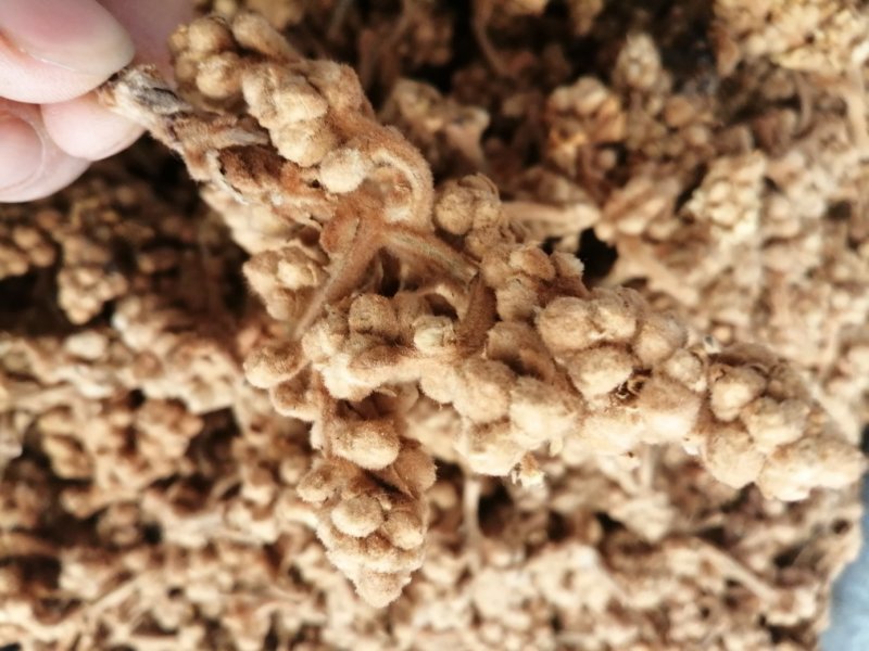 枇杷花，中药材枇杷花人工挑选，货干色泽靓丽