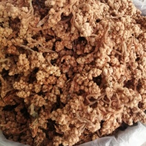 枇杷花，中药材枇杷花人工挑选，货干色泽靓丽