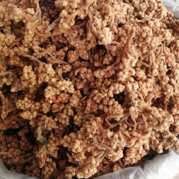 枇杷花，中药材枇杷花人工挑选，货干色泽靓丽
