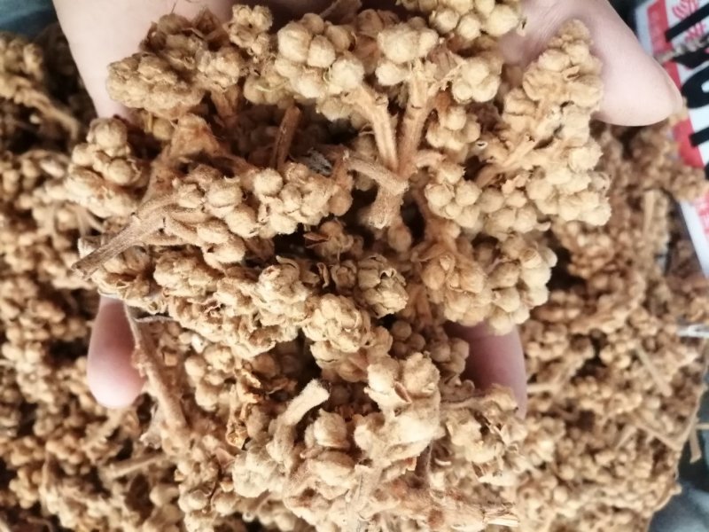 枇杷花，中药材枇杷花人工挑选，货干色泽靓丽