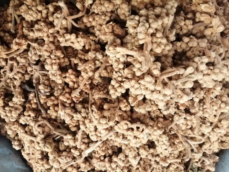 枇杷花，中药材枇杷花人工挑选，货干色泽靓丽