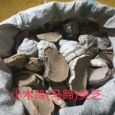 桦树木蹄灵芝.马蹄灵芝.木蹄层孔菌芝.