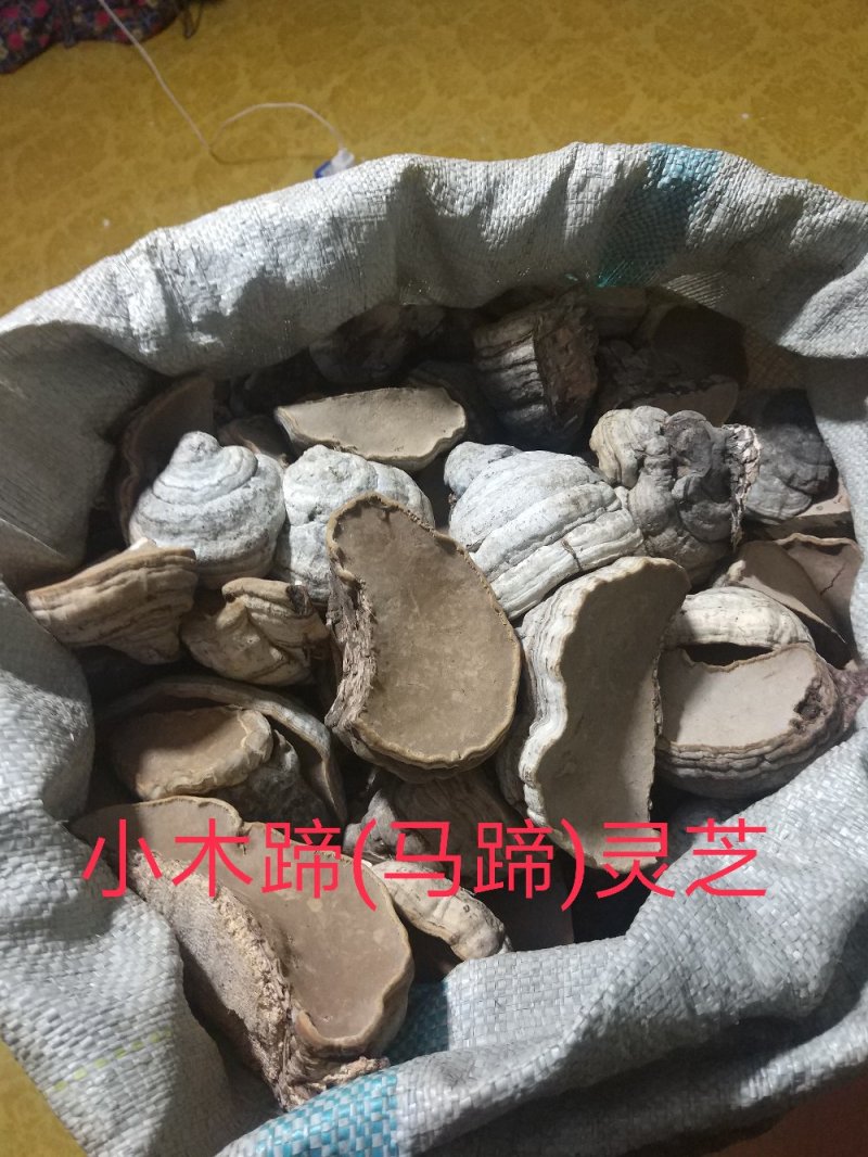 桦树木蹄灵芝.马蹄灵芝.木蹄层孔菌芝.