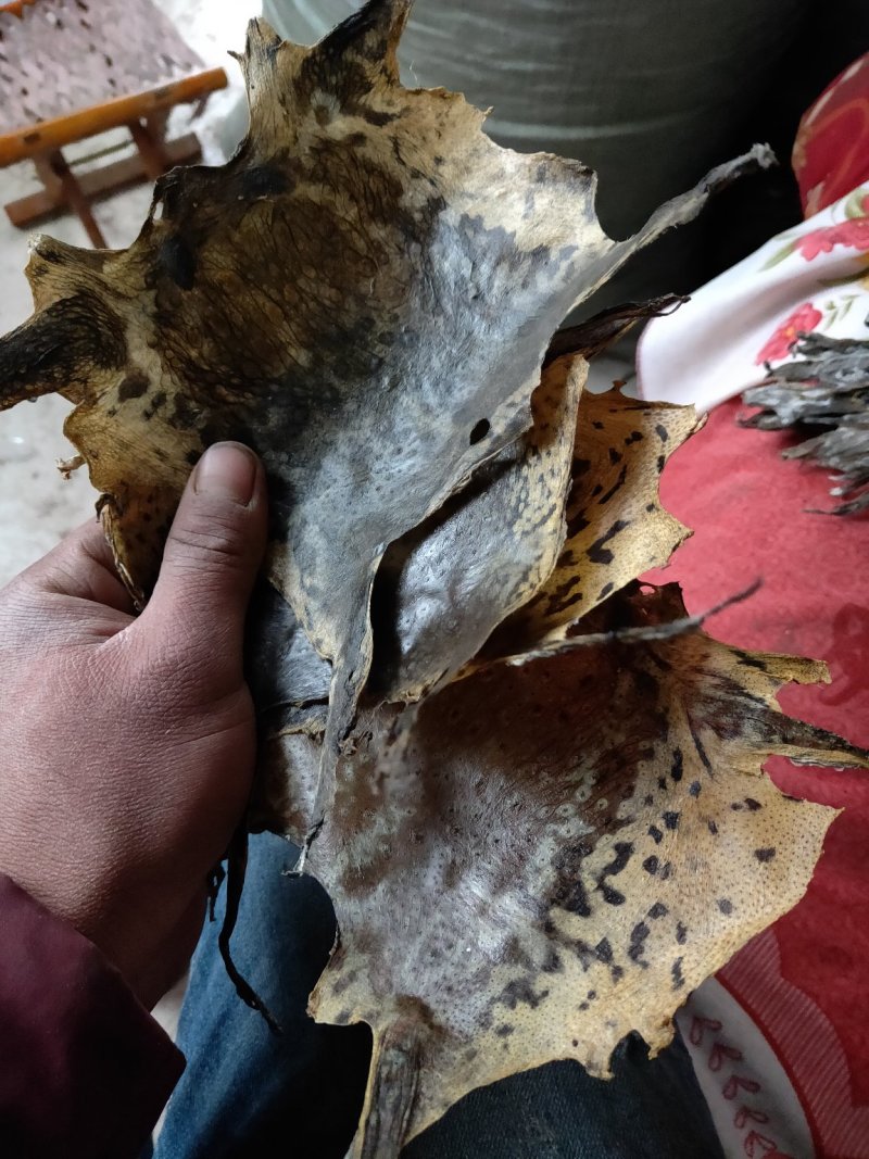 干蟾皮蟾蜍衣论张卖.5元每张10张起批