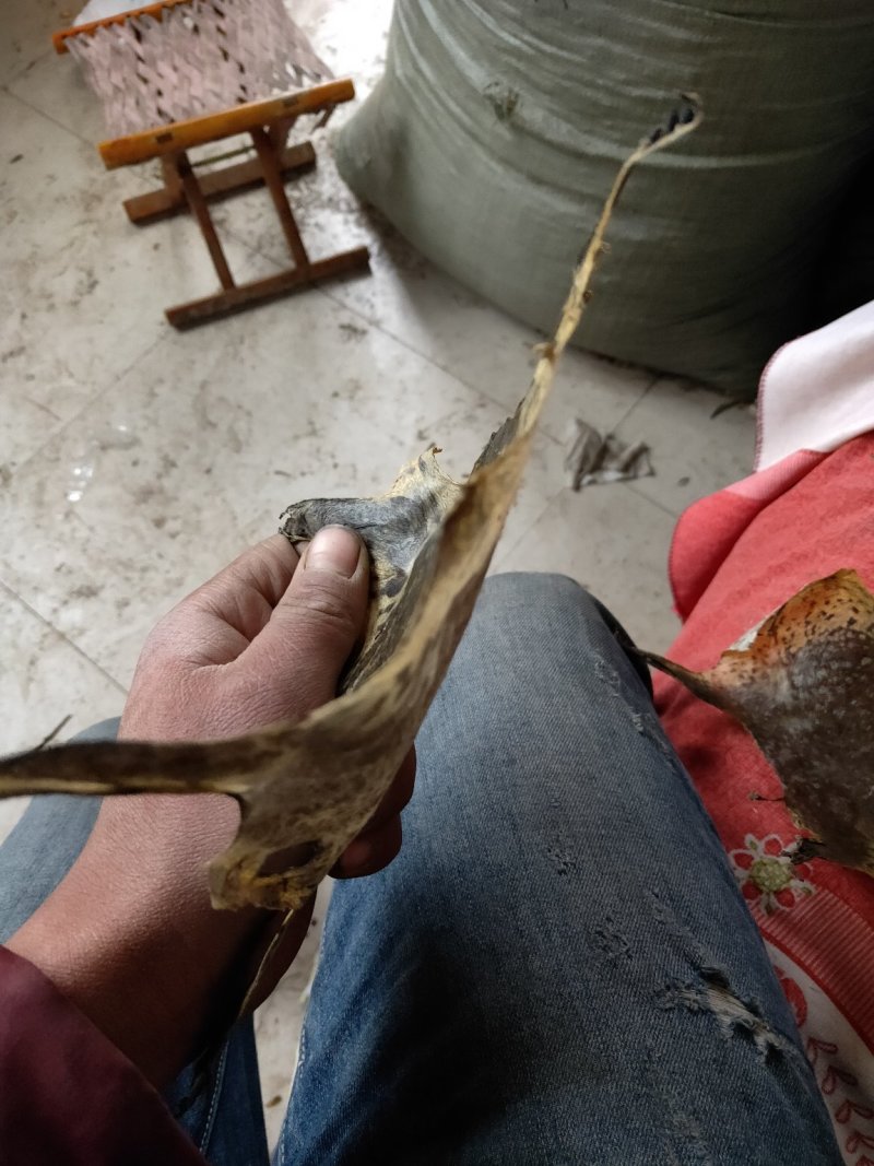 干蟾皮蟾蜍衣论张卖.5元每张10张起批