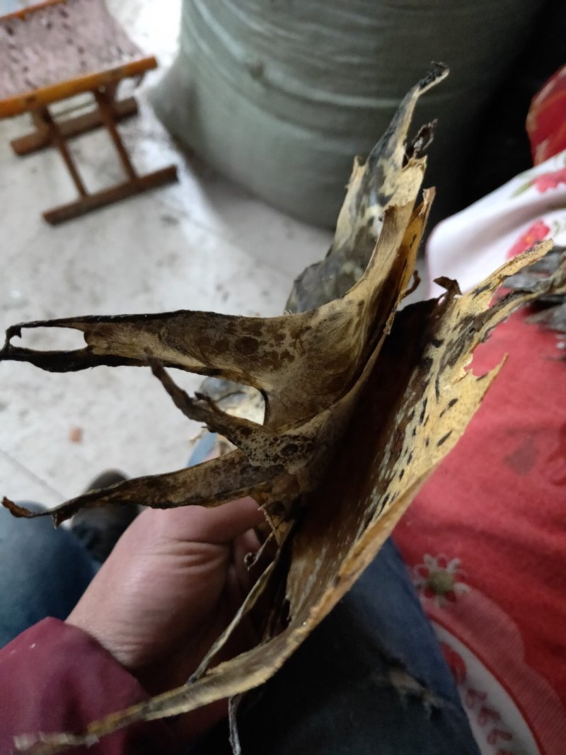 干蟾皮蟾蜍衣论张卖.5元每张10张起批