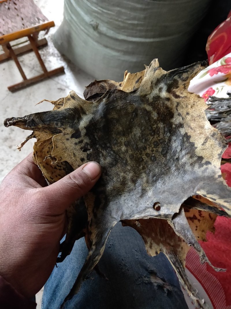 干蟾皮蟾蜍衣论张卖.5元每张10张起批