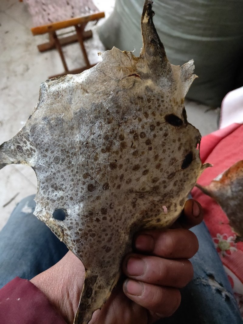 干蟾皮蟾蜍衣论张卖.5元每张10张起批