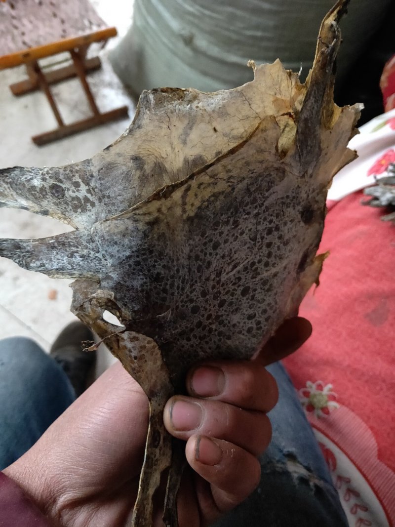 干蟾皮蟾蜍衣论张卖.5元每张10张起批