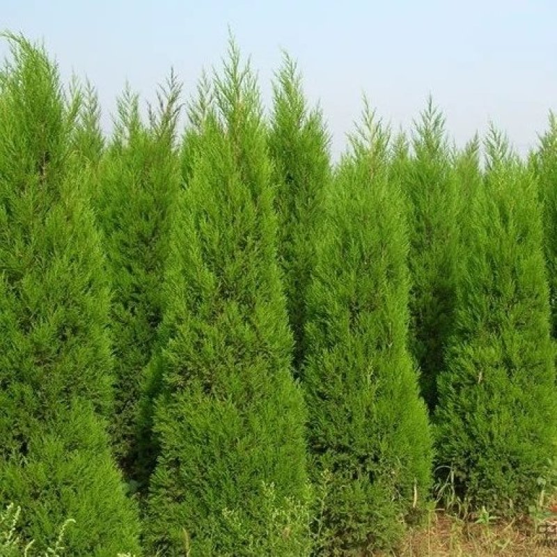 塔柏(蜀侩)塔柏苗四季常青规格齐全基地直销