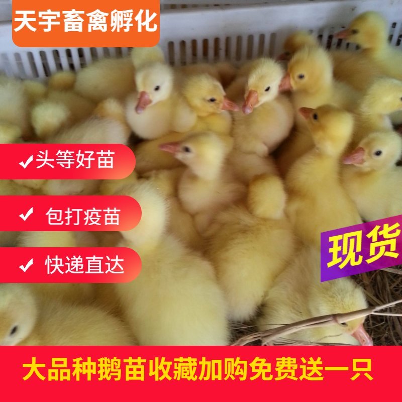 小鹅苗活体包邮小鹅仔活苗大三花鹅苗皖西浙东鹅泰州鹅大白鹅