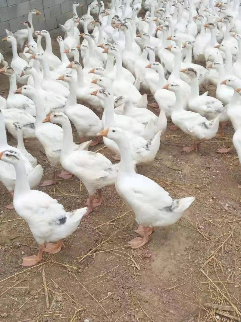 小鹅苗活体包邮小鹅仔活苗大三花鹅苗皖西浙东鹅泰州鹅大白鹅