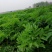 预售百亩白芷种子，纯新，保证二年生，发芽率百分之九十八