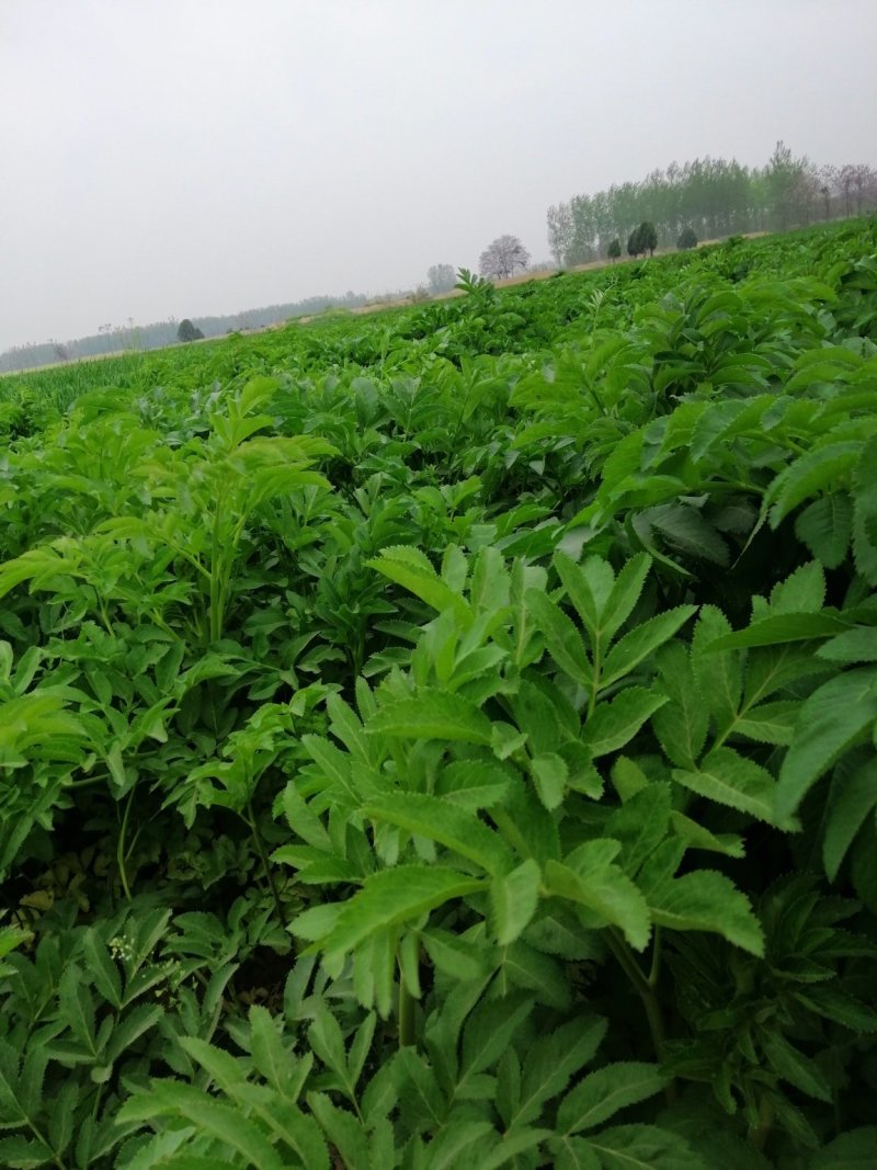 预售百亩白芷种子，纯新，保证二年生，发芽率百分之九十八