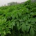 预售百亩白芷种子，纯新，保证二年生，发芽率百分之九十八