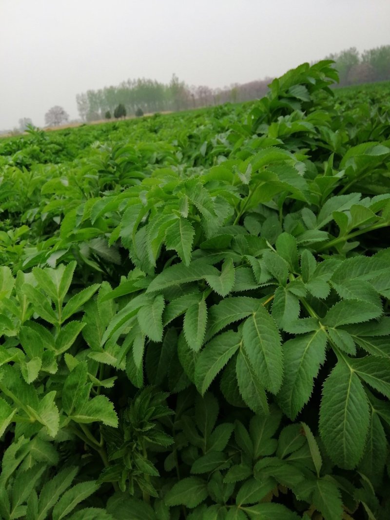 预售百亩白芷种子，纯新，保证二年生，发芽率百分之九十八