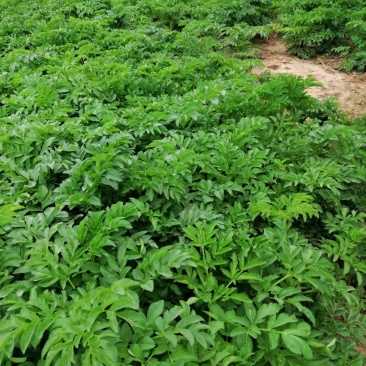 预售百亩白芷种子，纯新，保证二年生，发芽率百分之九十八
