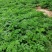预售百亩白芷种子，纯新，保证二年生，发芽率百分之九十八