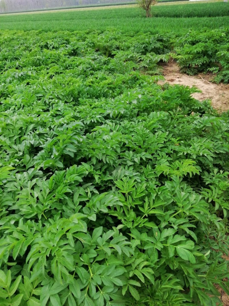 预售百亩白芷种子，纯新，保证二年生，发芽率百分之九十八