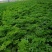 预售百亩白芷种子，纯新，保证二年生，发芽率百分之九十八