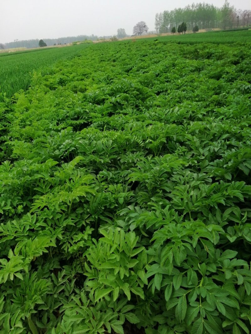 预售百亩白芷种子，纯新，保证二年生，发芽率百分之九十八