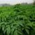 预售百亩白芷种子，纯新，保证二年生，发芽率百分之九十八