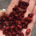 五味子苗，产地陕西商洛，红珍珠品种产量高