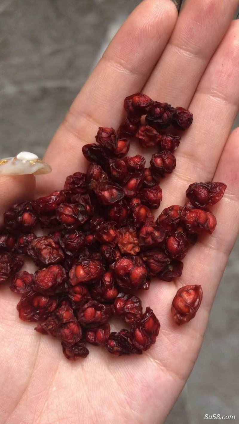五味子苗，产地陕西商洛，红珍珠品种产量高