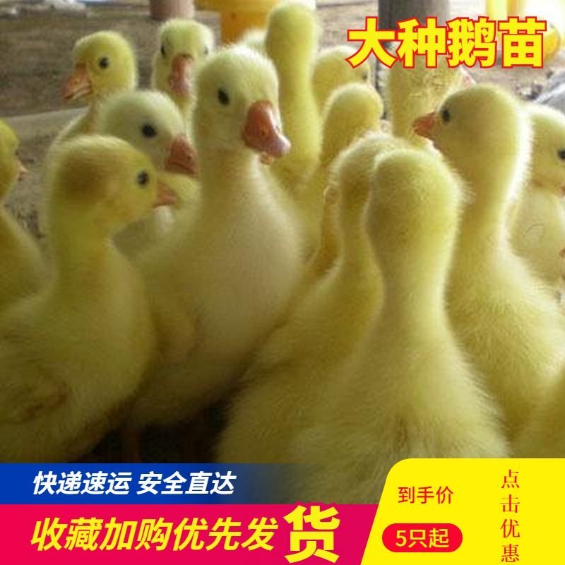 小鹅苗活体包邮小鹅仔活苗大三花鹅苗皖西浙东鹅泰州鹅大白鹅