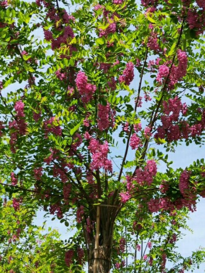 香花槐，河北香花槐，嫁接香花槐，红花刺槐，红花洋槐