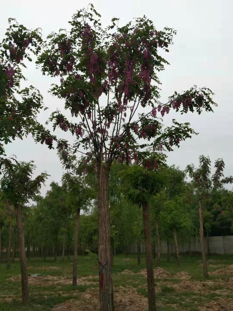 香花槐，河北香花槐，嫁接香花槐，红花刺槐，红花洋槐