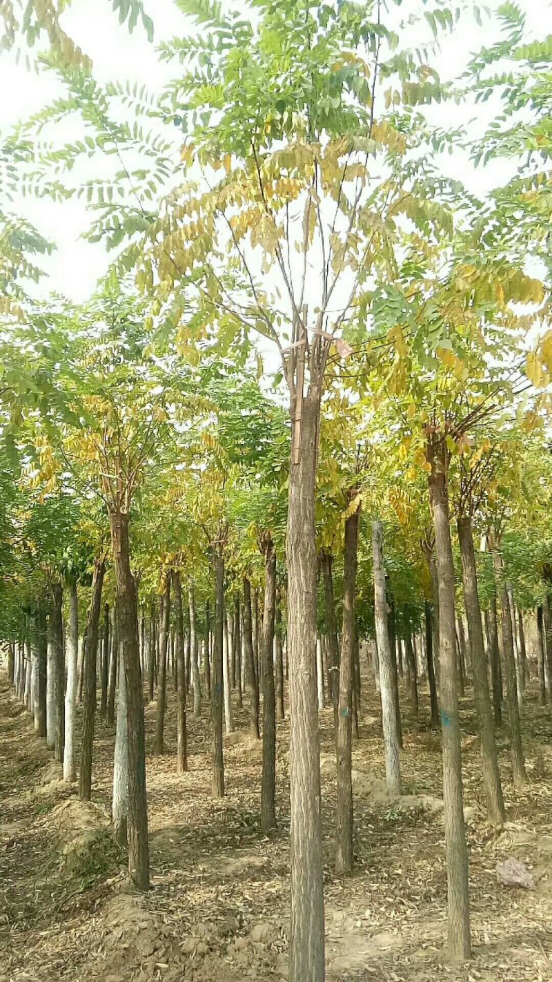 香花槐，河北香花槐，嫁接香花槐，红花刺槐，红花洋槐
