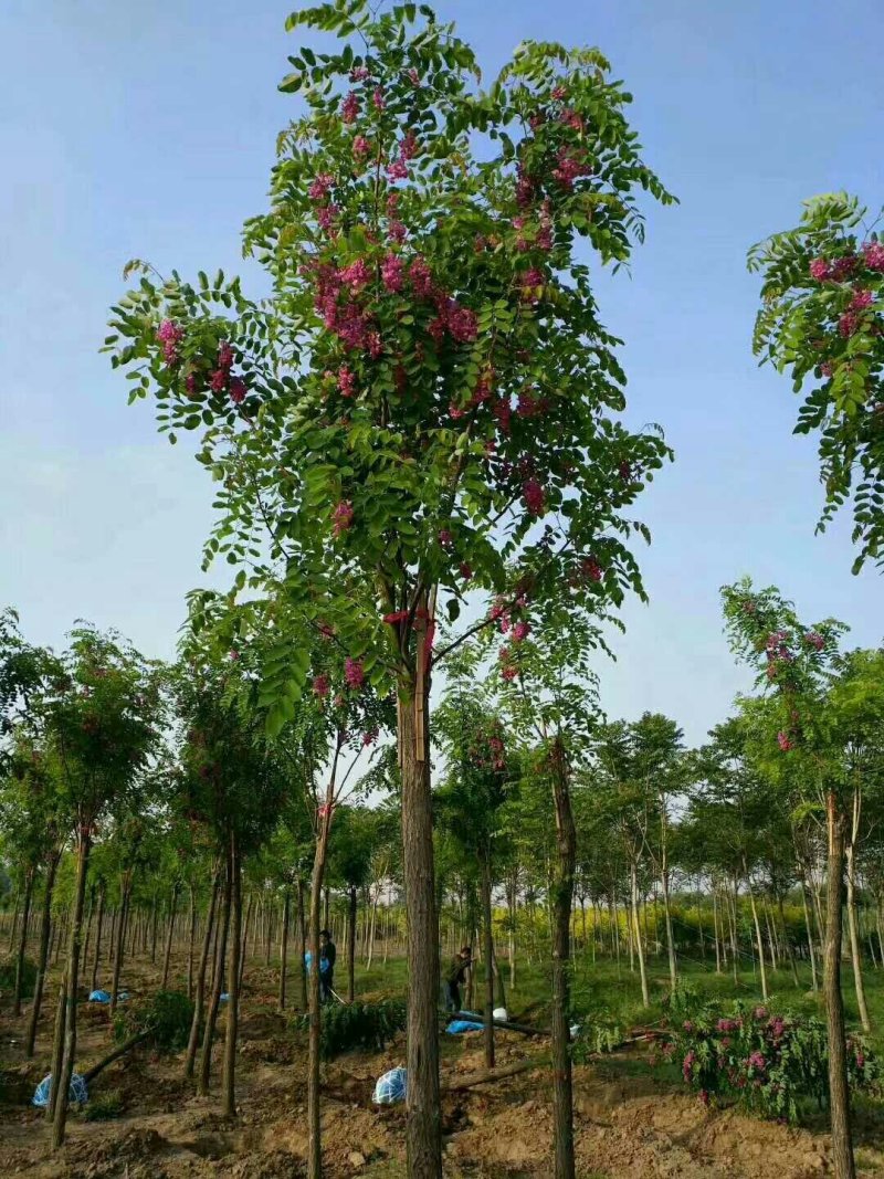 香花槐，河北香花槐，嫁接香花槐，红花刺槐，红花洋槐