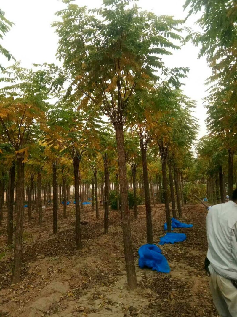 香花槐，河北香花槐，嫁接香花槐，红花刺槐，红花洋槐