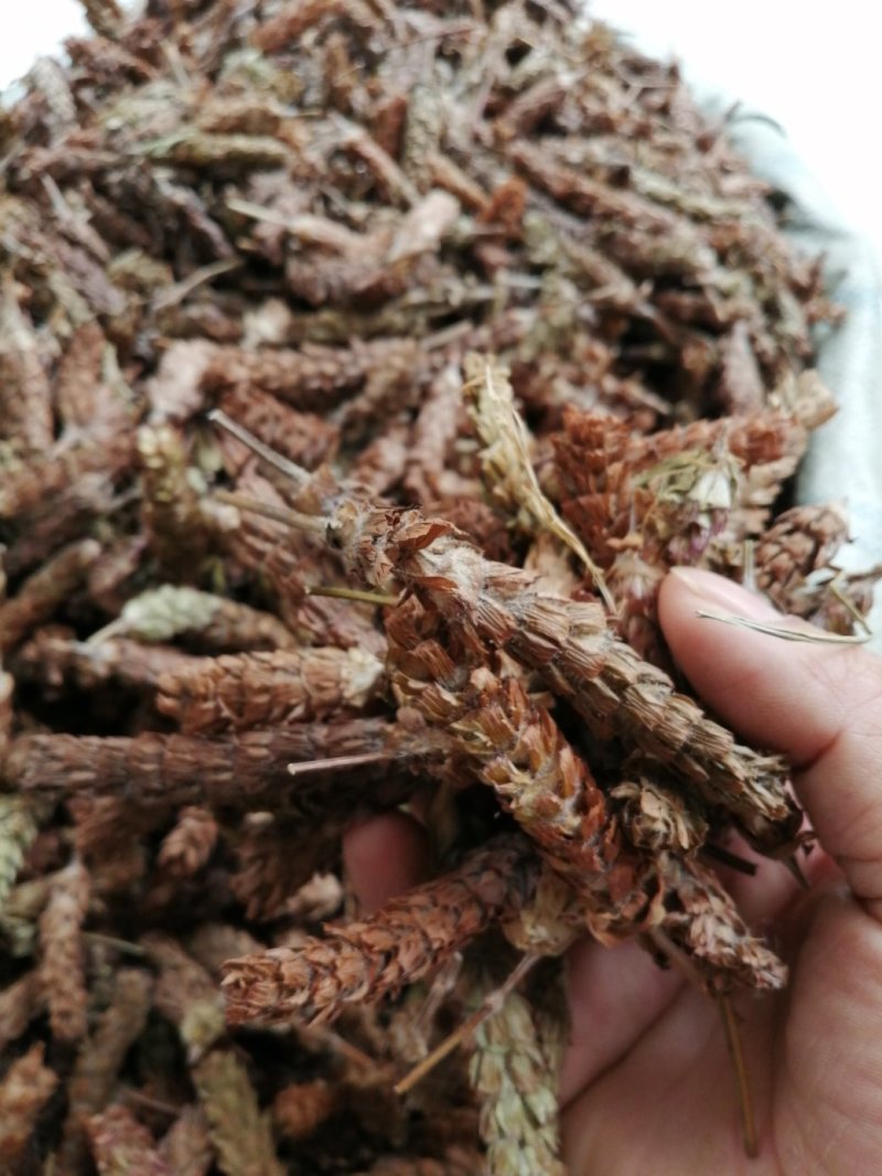 夏枯球，大量现货，产地直销干度好颜色漂亮
