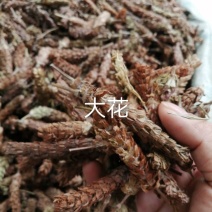 夏枯球，大量现货，产地直销干度好颜色漂亮