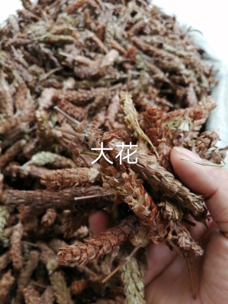 夏枯球，大量现货，产地直销干度好颜色漂亮