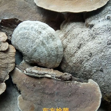 青灵芝.药用灵芝东方栓菌芝