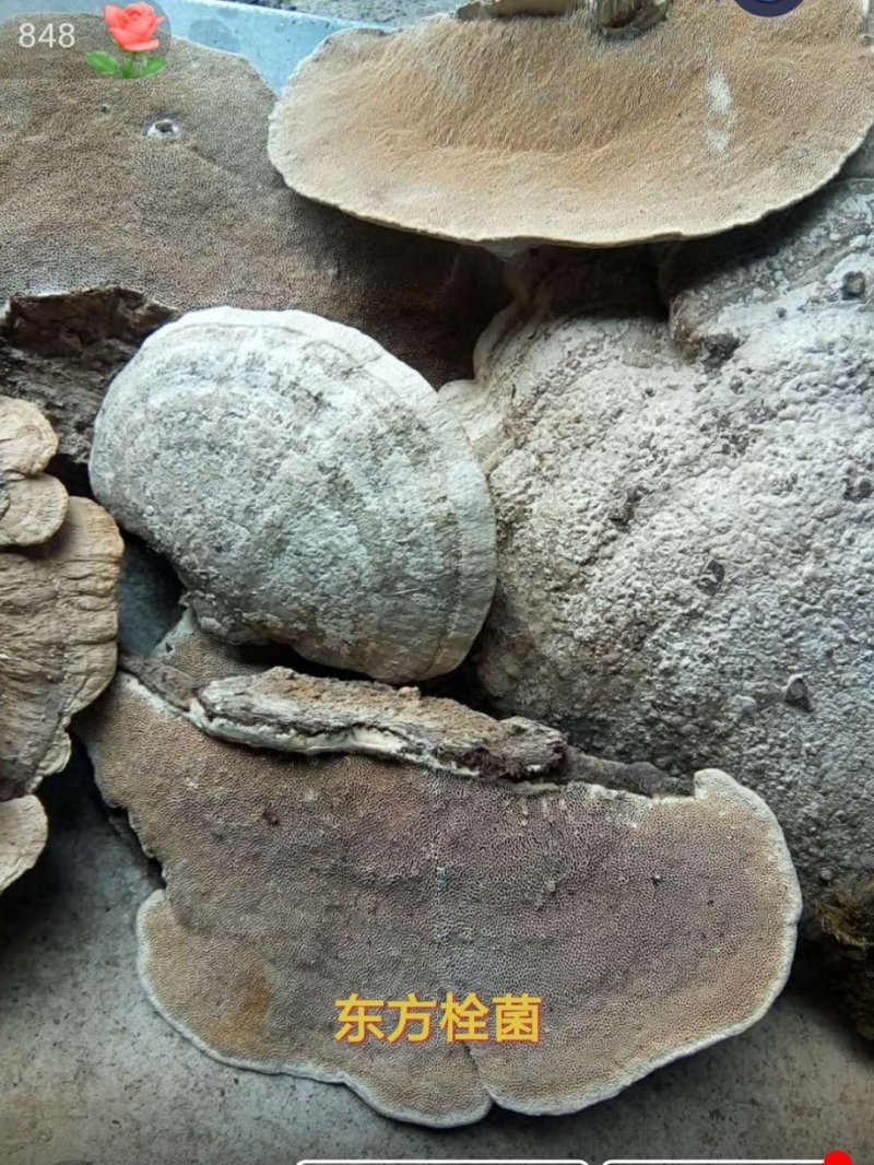 青灵芝.药用灵芝东方栓菌芝