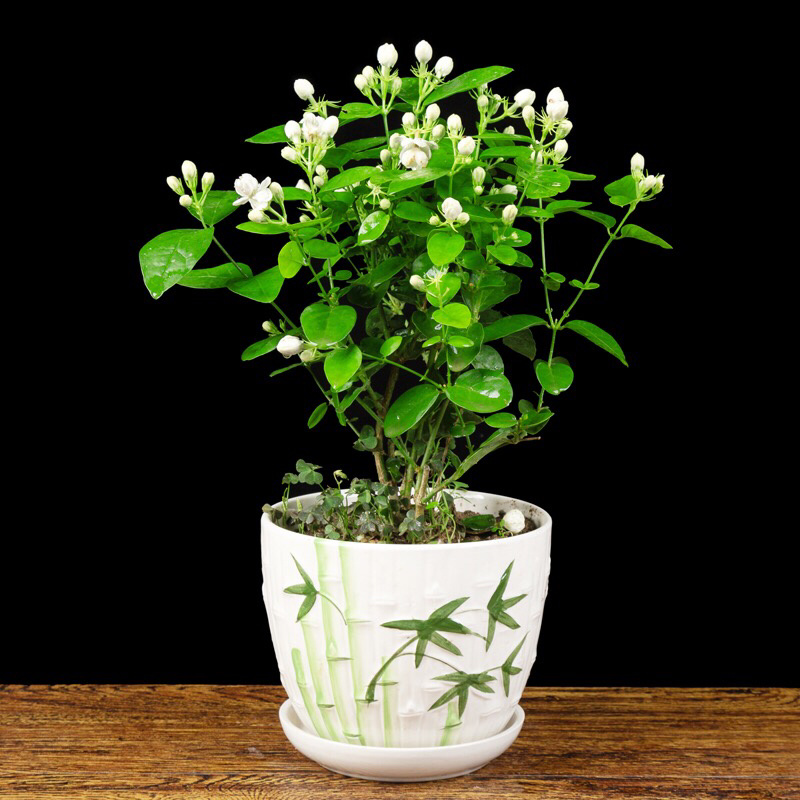 茉莉花盆栽室内客厅阳台花香浓郁夏季开花花香驱虫花卉植物