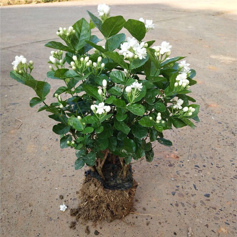 茉莉花盆栽室内客厅阳台花香浓郁夏季开花花香驱虫花卉植物
