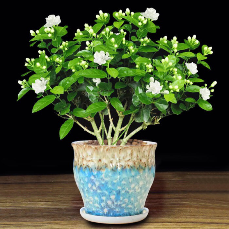 茉莉花盆栽室内客厅阳台花香浓郁夏季开花花香驱虫花卉植物