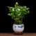茉莉花盆栽室内客厅阳台花香浓郁夏季开花花香驱虫花卉植物
