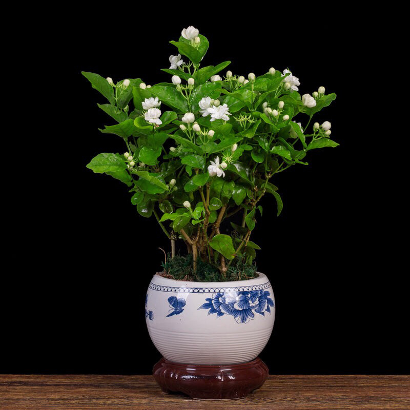 茉莉花盆栽室内客厅阳台花香浓郁夏季开花花香驱虫花卉植物